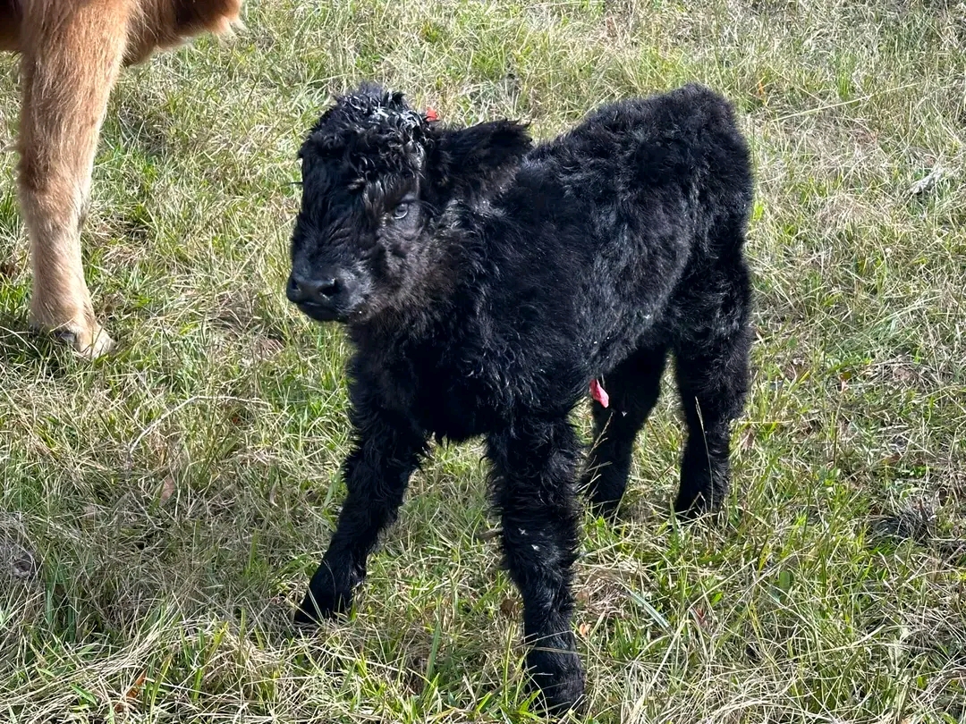 3-black-miniature-cow