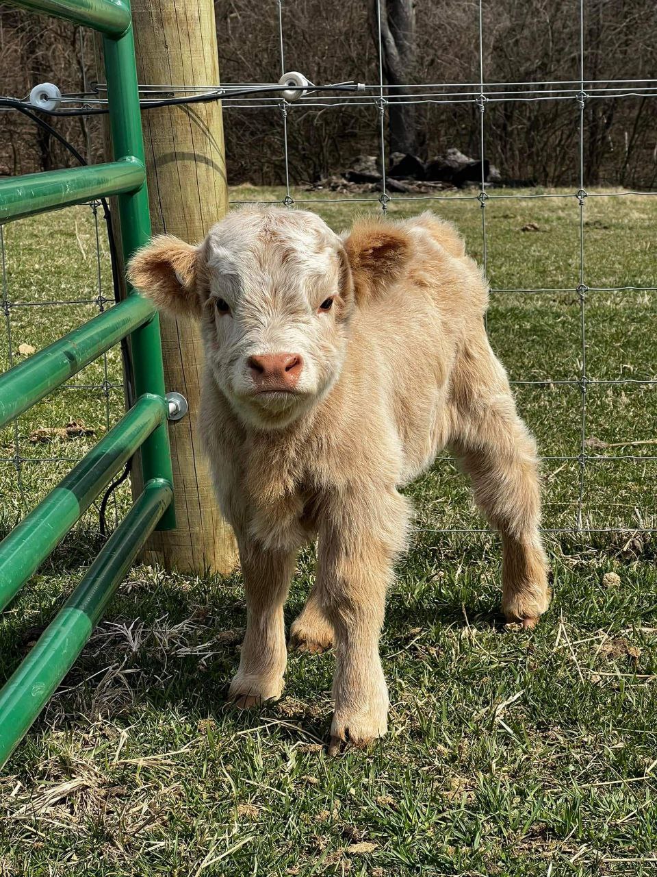 4-micro-little-cow