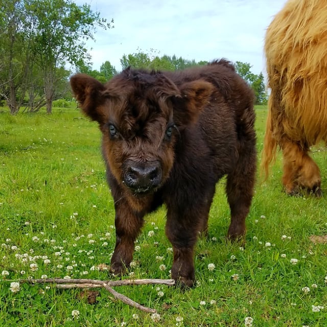 Barus-2-micro-cow-farm