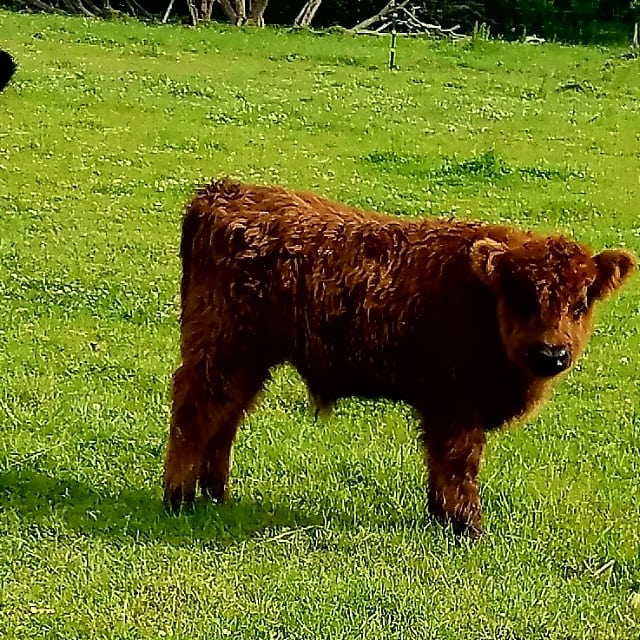 Barus-micro-cow-farm