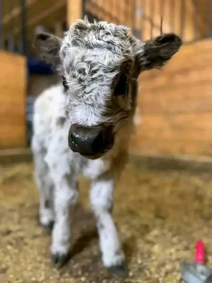 Isabella-micro-cow-farm