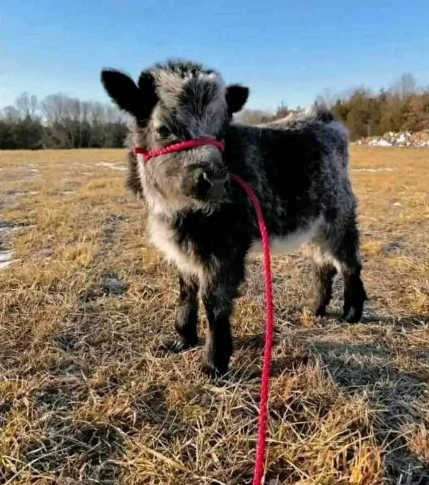 Jacky-Micro-cow-farm