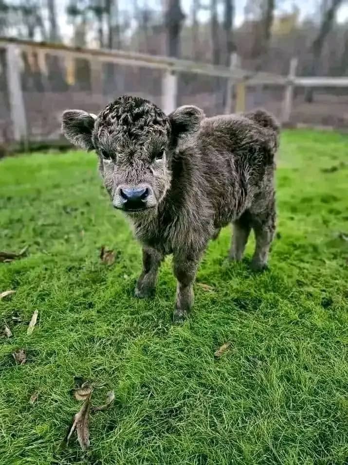 Jenny-micro-cow-farm