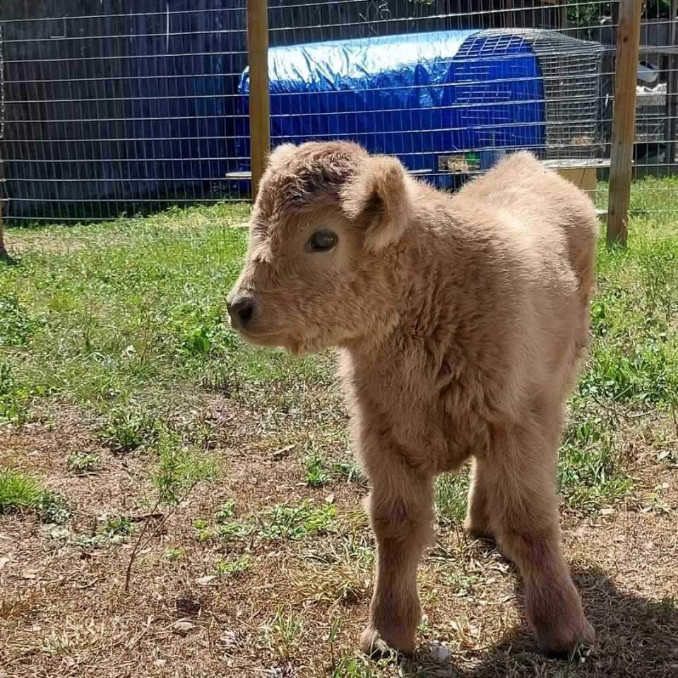 Jim-micro-cow-farm