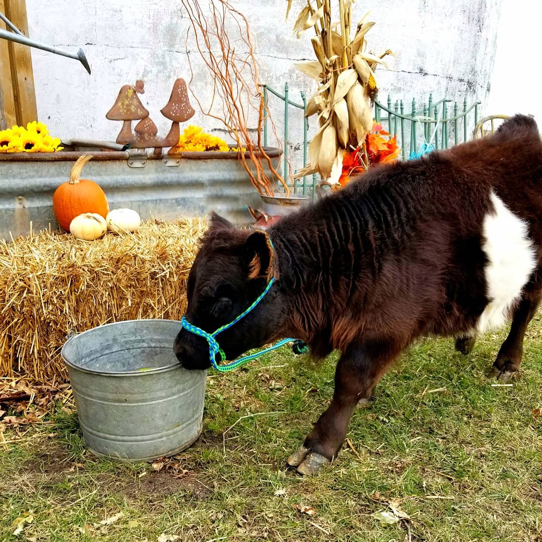 Jordan-1-micro-cow-farm