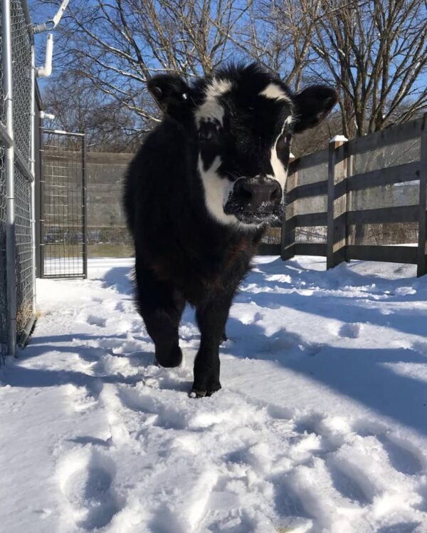 Julia-2-micro-cow-farm-600x748