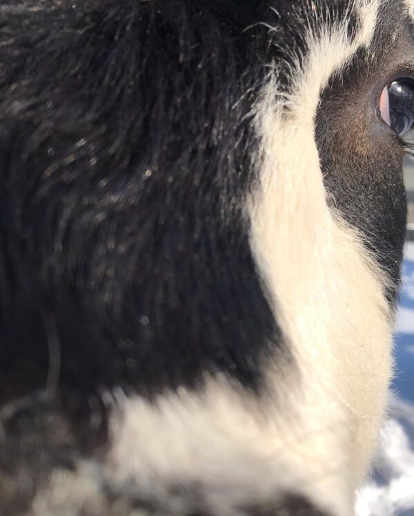 Julia-3-micro-cow-farm-600x748