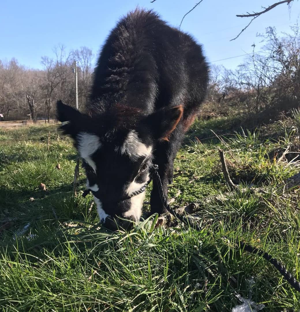 Julia-micro-cow-farm