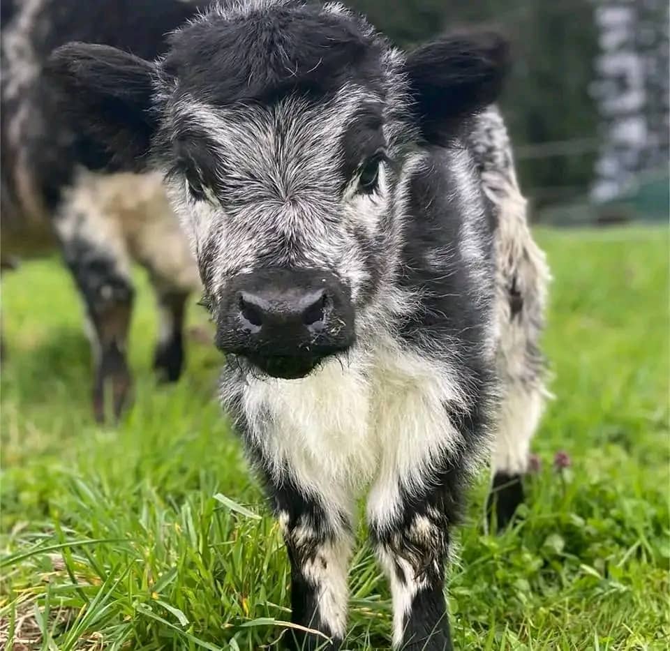 Liz-Micro-cow-farm