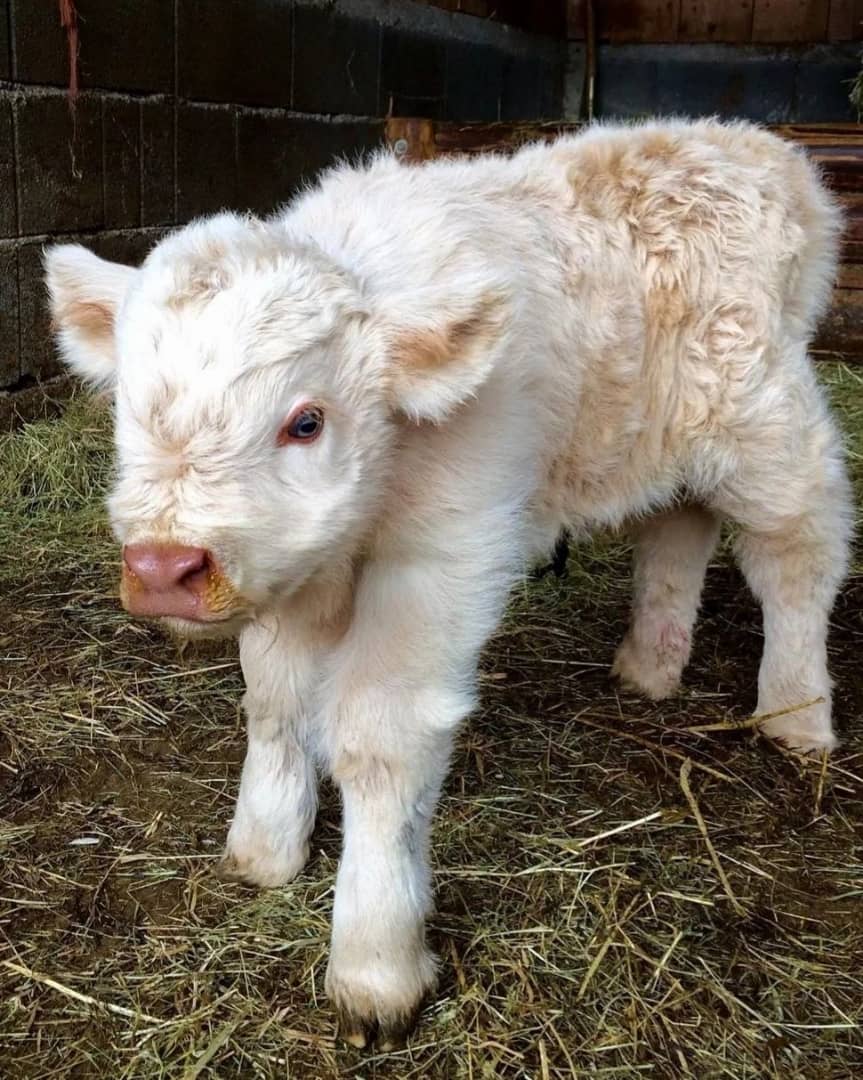Roxy-1-micro-cow-farm