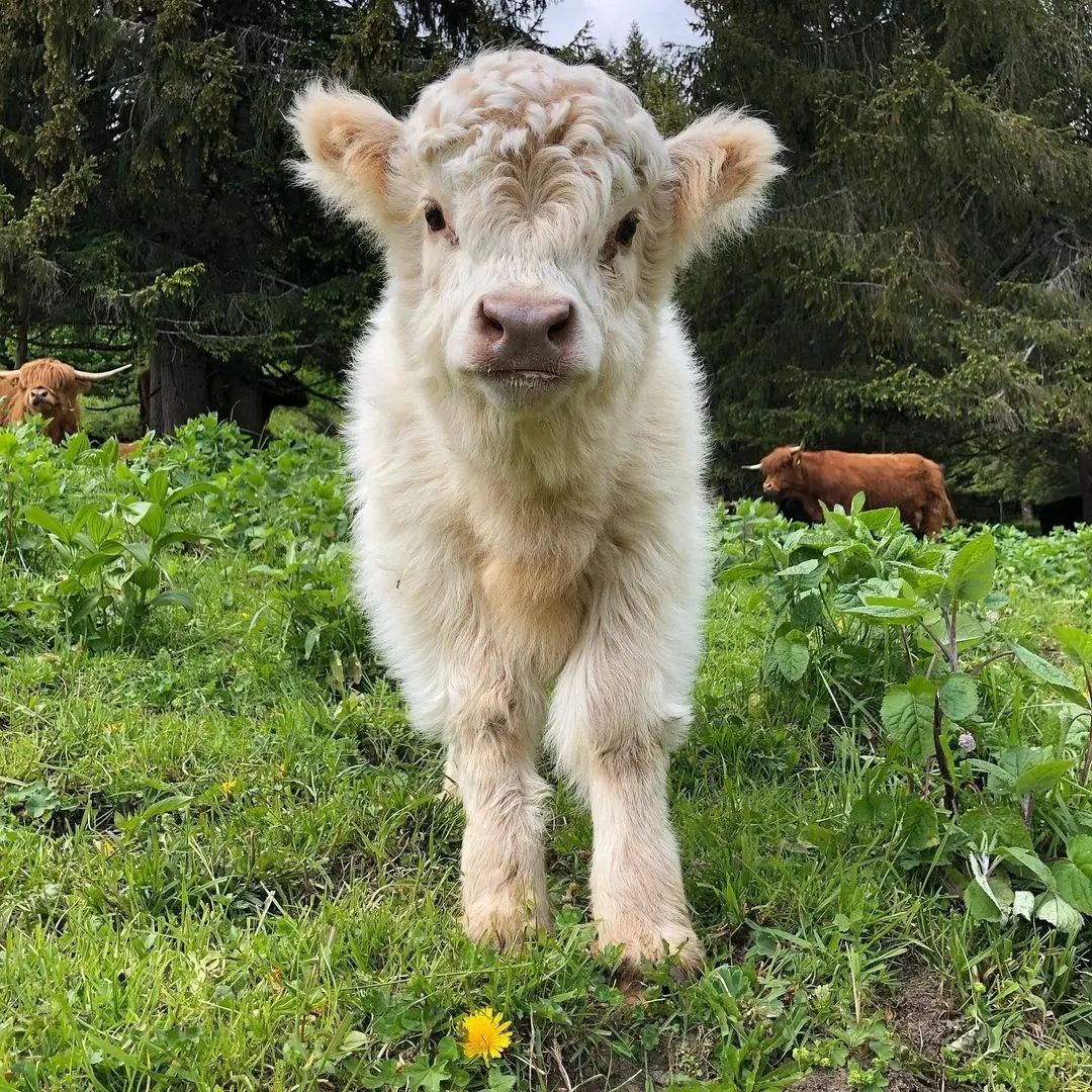 Roxy-2-micro-cow-farm