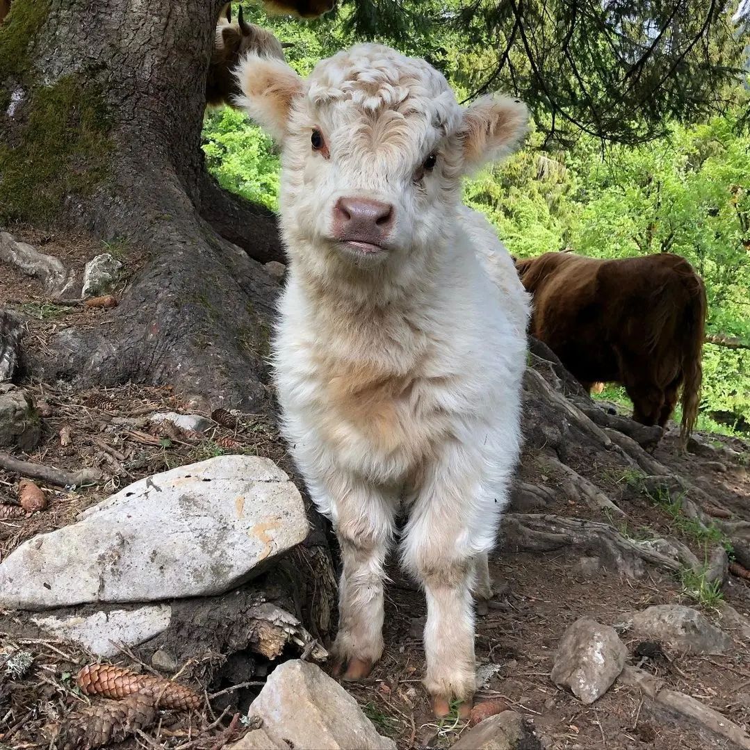 Roxy-micro-cow-farm
