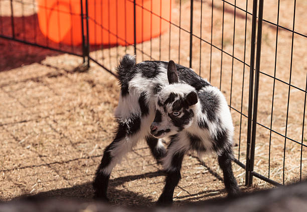 Black and white baby Nigerian dwarf goat with bright blue eyes at a small farm.