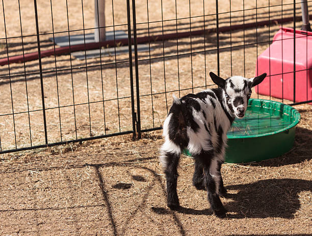 Black and white baby Nigerian dwarf goat with bright blue eyes at a small farm.