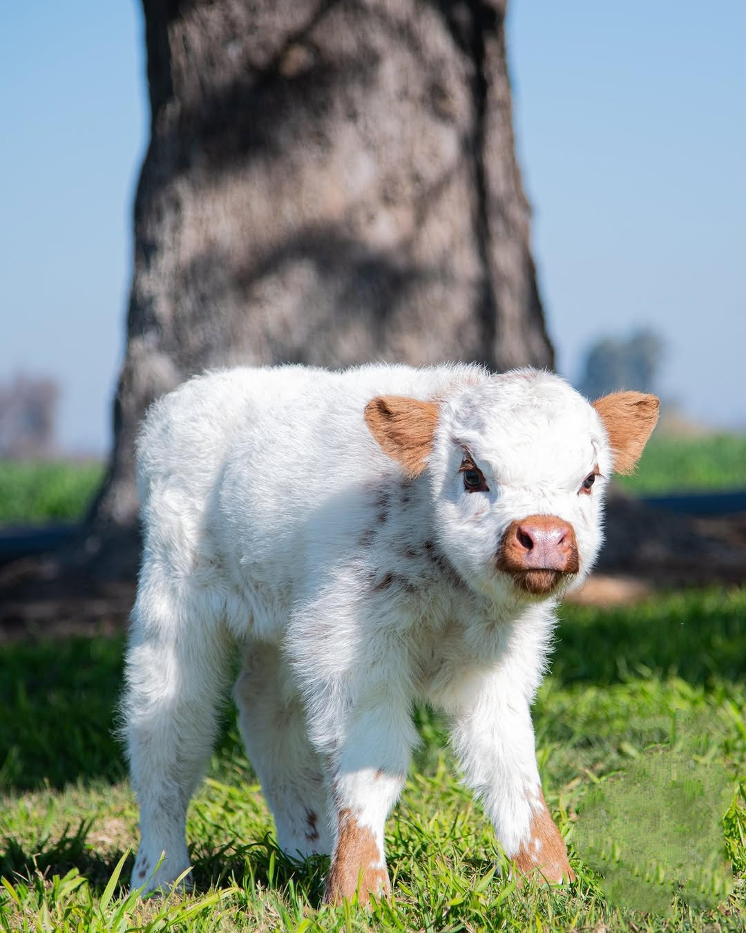 joycalf